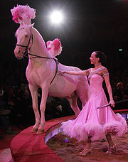 Jana Mandana zeigt 12 Cremello-Hengste